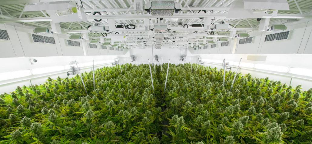 Tilray-Next in line in a Budding Cannabis Industry